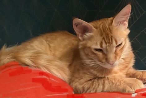 Vermisstmeldung Katze rassenmischung Männliche , 1 jahre Albi Frankreich Vermisstmeldung Katze rassenmischung Männliche , 1 jahre Albi Frankreich
