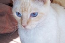 Vermisstmeldung Katze  Weiblich , 1 jahre Blaye-les-Mines Frankreich