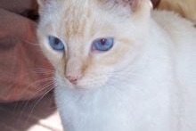 Vermisstmeldung Katze Weiblich , 1 jahre Blaye-les-Mines Frankreich Vermisstmeldung Katze Weiblich , 1 jahre Blaye-les-Mines Frankreich