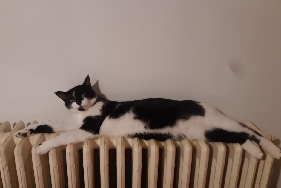Vermisstmeldung Katze Männliche , 2 jahre Briatexte Frankreich