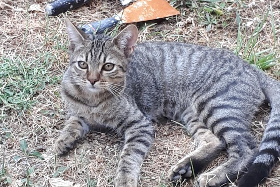 Fundmeldung Katze Unbekannt , Zwischen 7 und 9 Monaten Albi Frankreich