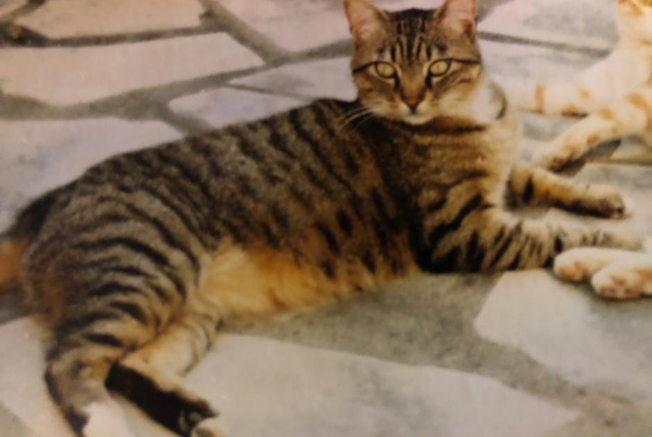 Vermisstmeldung Katze rassenmischung  Männliche , 17 jahre Saix Frankreich
