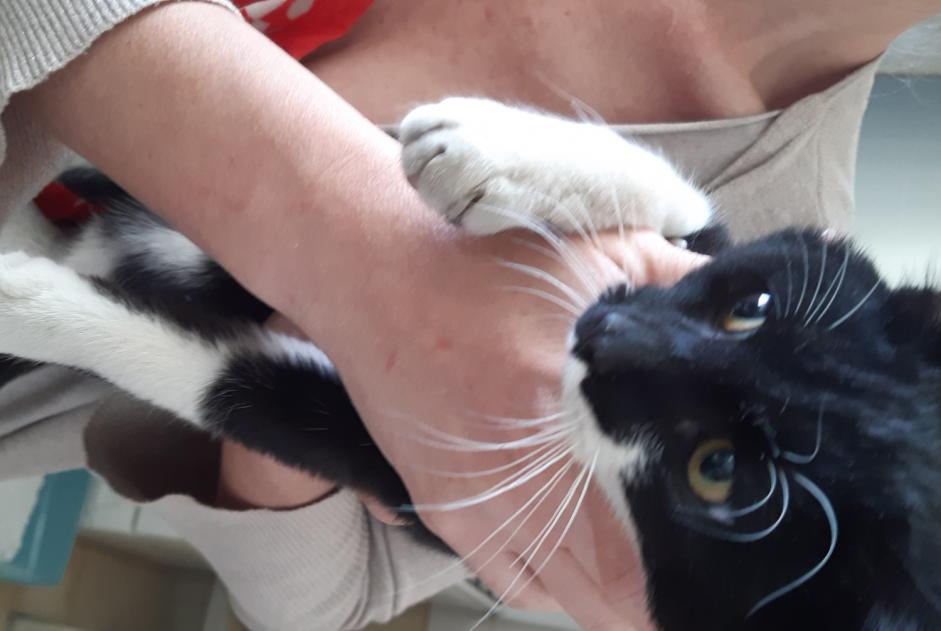 Fundmeldung Katze rassenmischung Männliche Albi Frankreich Fundmeldung Katze rassenmischung Männliche Albi Frankreich