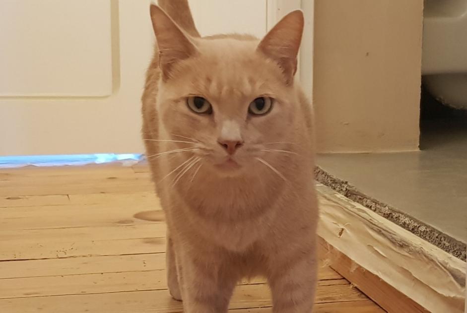 Vermisstmeldung Katze rassenmischung Männliche , 4 jahre Cuq-Toulza Frankreich Vermisstmeldung Katze rassenmischung Männliche , 4 jahre Cuq-Toulza Frankreich