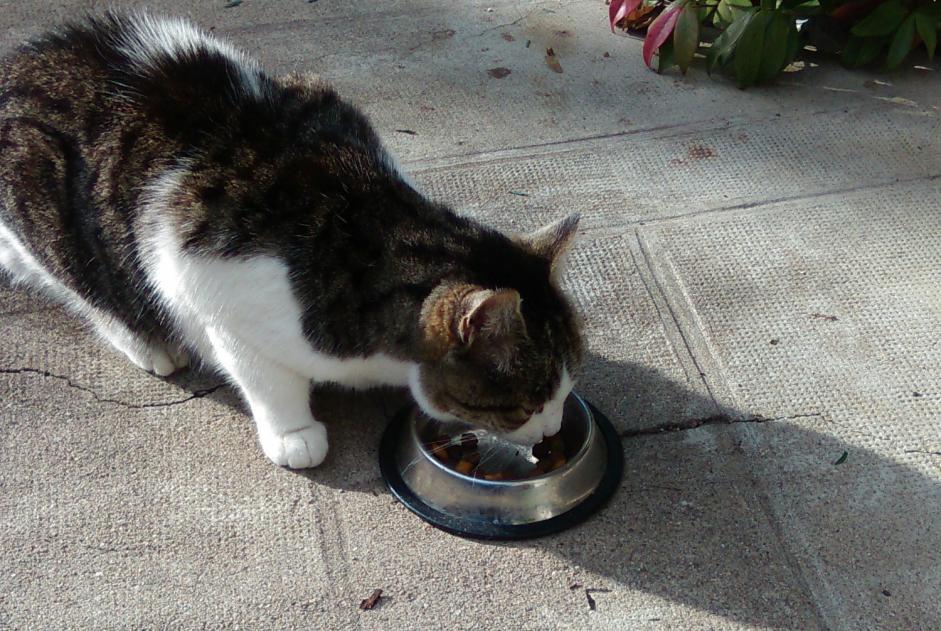 Fundmeldung Katze Weiblich Le Ségur Frankreich Fundmeldung Katze Weiblich Le Ségur Frankreich