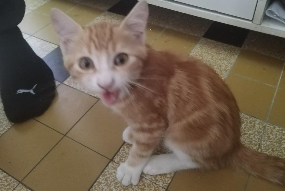 Fundmeldung Katze Männliche Saint-Paul-Cap-de-Joux Frankreich