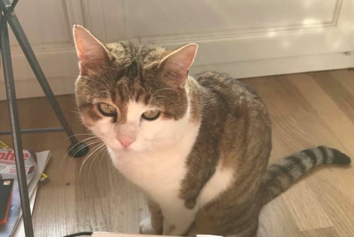 Disappearance alert Cat Male , 11 years Albi France Disappearance alert Cat Male , 11 years Albi France