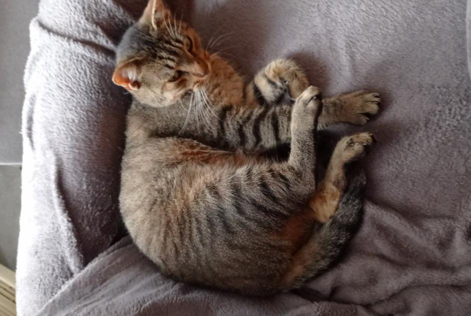 Disappearance alert Cat miscegenation Male , 2 years Graulhet France Disappearance alert Cat miscegenation Male , 2 years Graulhet France