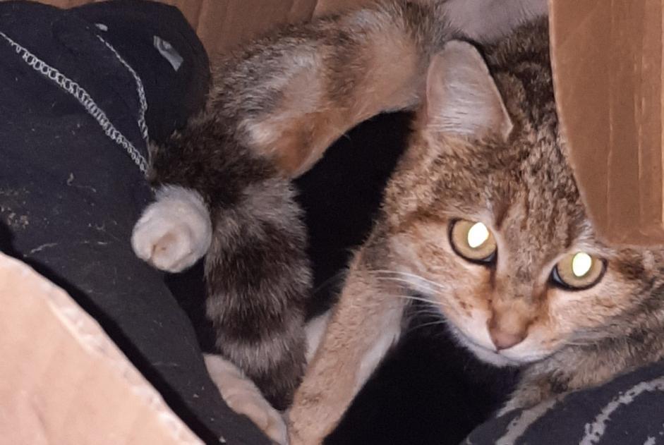 Discovery alert Cat Female Payrin-Augmontel France Discovery alert Cat Female Payrin-Augmontel France