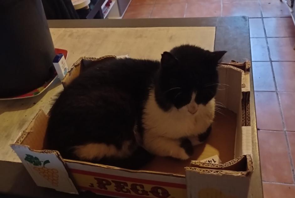Disappearance alert Cat Male , 12 years Albi France Disappearance alert Cat Male , 12 years Albi France