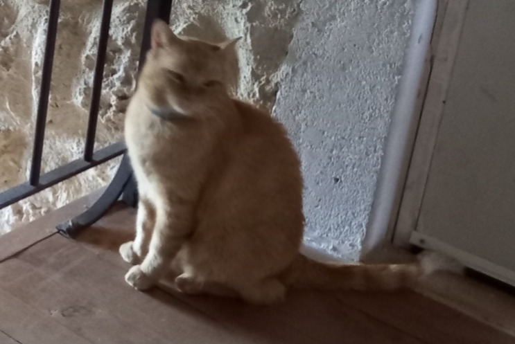 Disappearance alert Cat Male , 3 years Cahuzac-sur-Vère France