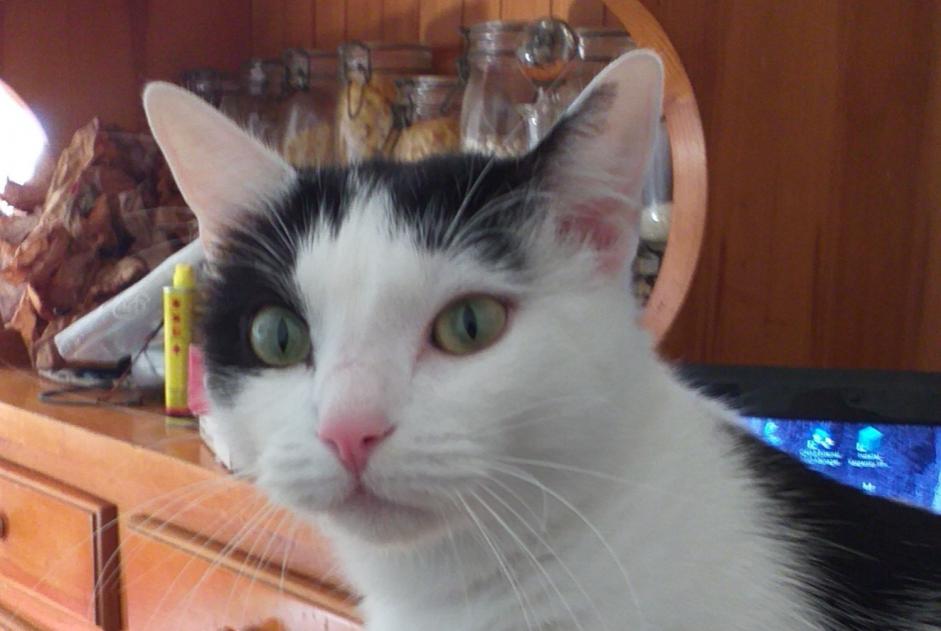 Disappearance alert Cat Male , 4 years Castres France Disappearance alert Cat Male , 4 years Castres France