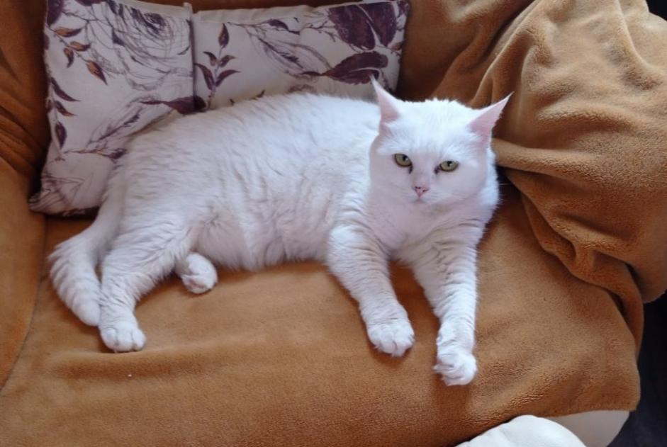 Disappearance alert Cat Female , 5 years Cambon France Disappearance alert Cat Female , 5 years Cambon France