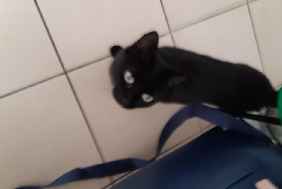 Discovery alert Cat miscegenation Female Réalmont France Discovery alert Cat miscegenation Female Réalmont France