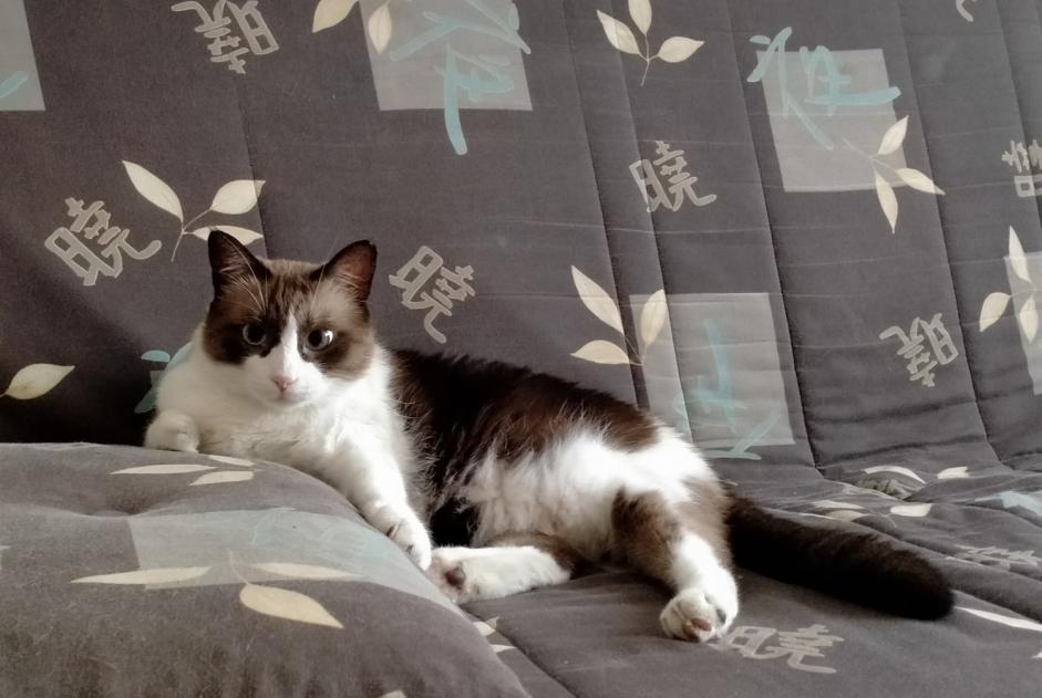 Disappearance alert Cat miscegenation Male , 7 years Gaillac France Disappearance alert Cat miscegenation Male , 7 years Gaillac France