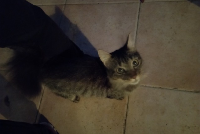 Discovery alert Cat Female Lagrave France