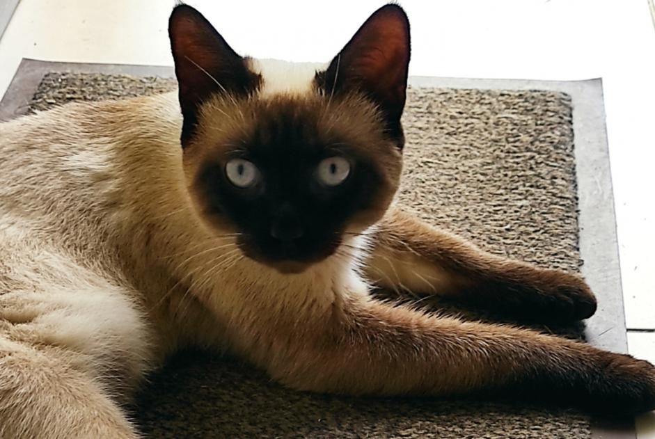 Disappearance alert Cat Male , 1 years Teyssode France Disappearance alert Cat Male , 1 years Teyssode France