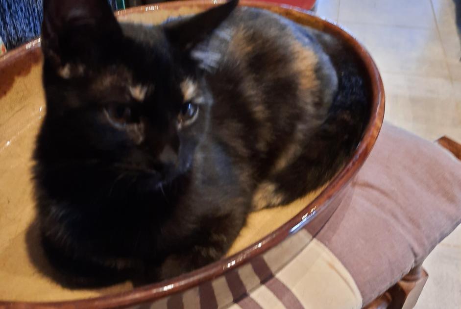 Disappearance alert Cat Female , 2 years Montcabrier France Disappearance alert Cat Female , 2 years Montcabrier France