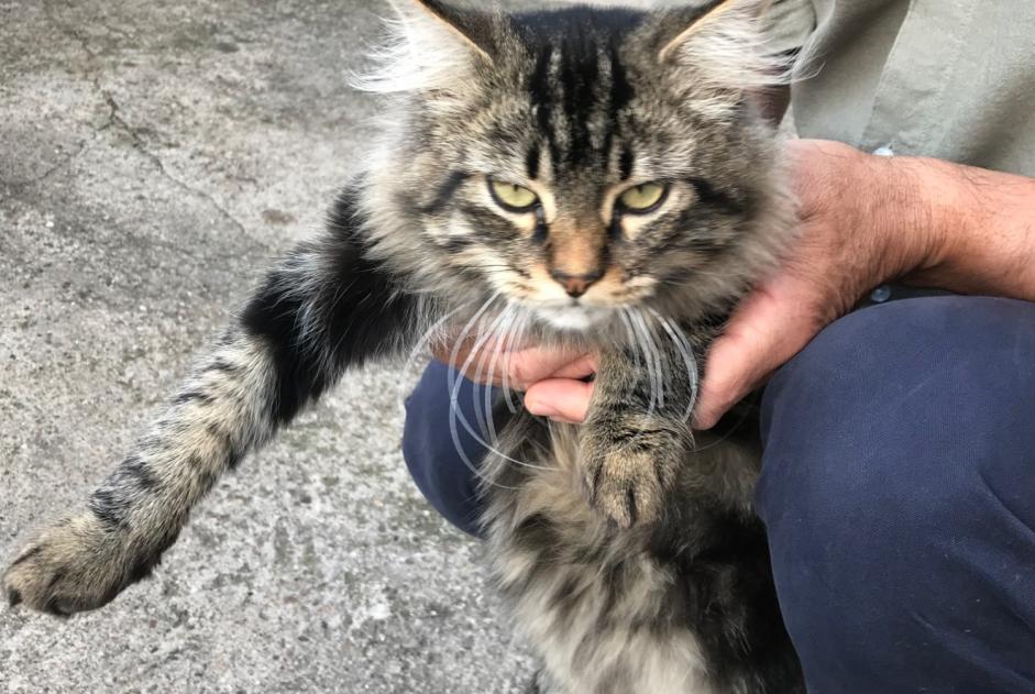 Discovery alert Cat miscegenation Male Saint-Juéry France Discovery alert Cat miscegenation Male Saint-Juéry France