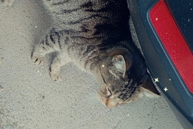 Discovery alert Cat Female Labastide-de-Lévis France Discovery alert Cat Female Labastide-de-Lévis France