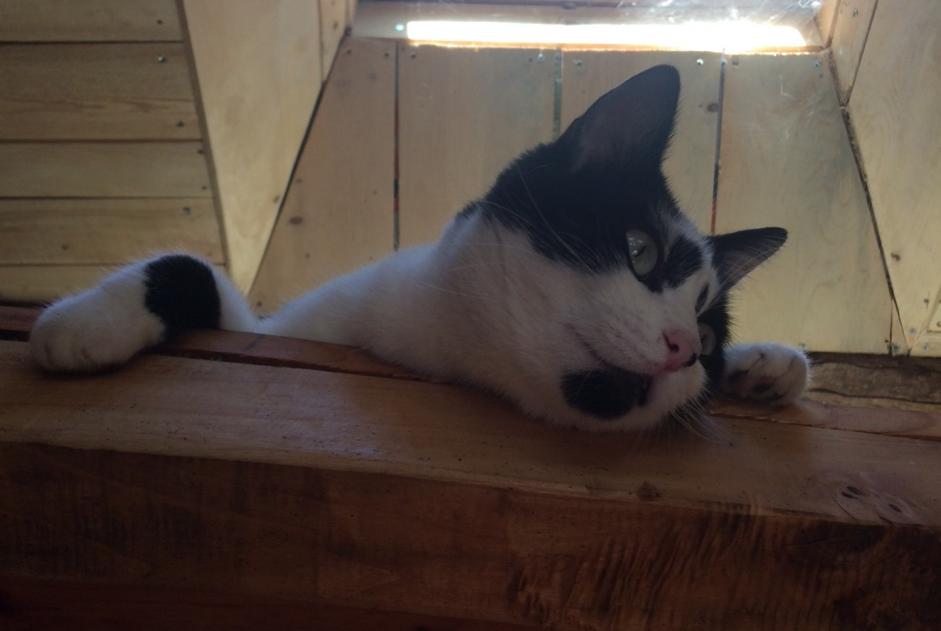 Disappearance alert Cat Male , 3 years Albi France Disappearance alert Cat Male , 3 years Albi France