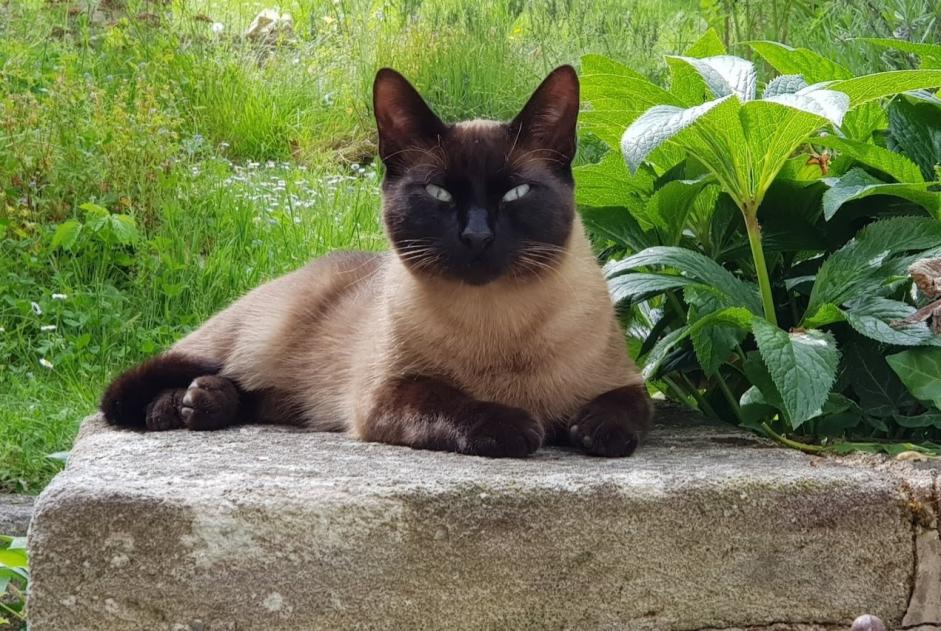 Disappearance alert Cat  Male , 3 years Lacapelle-Ségalar France