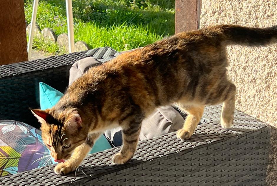 Discovery alert Cat miscegenation  Female Albi France