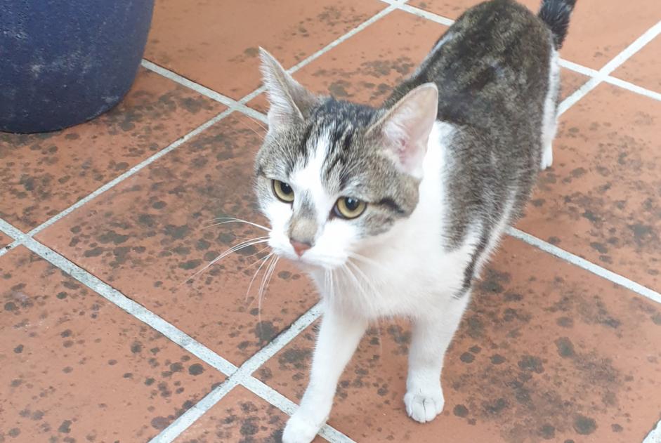 Discovery alert Cat Female , Between 9 and 12 months Albi France