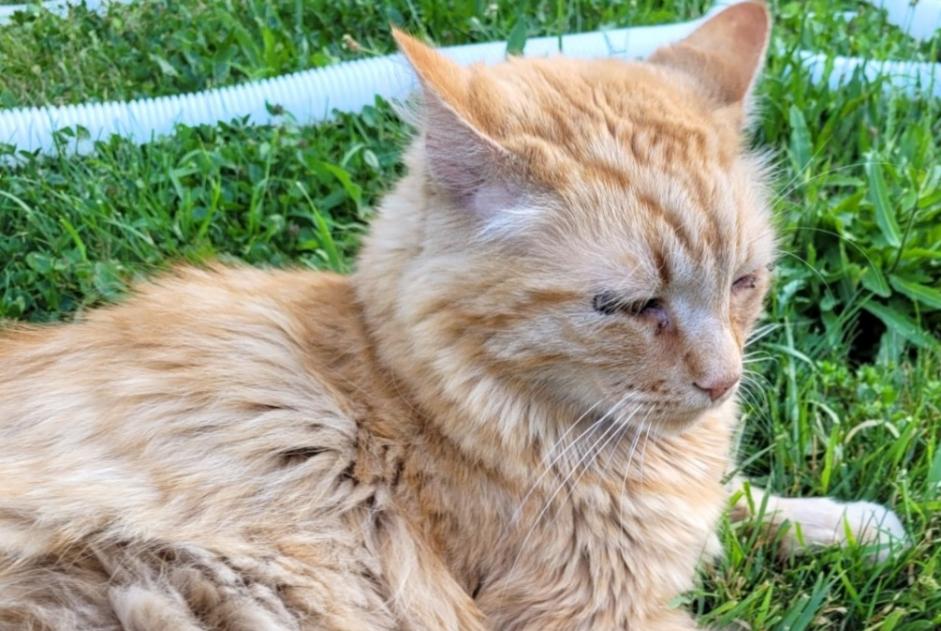 Disappearance alert Cat miscegenation  Male , 7 years Albi France