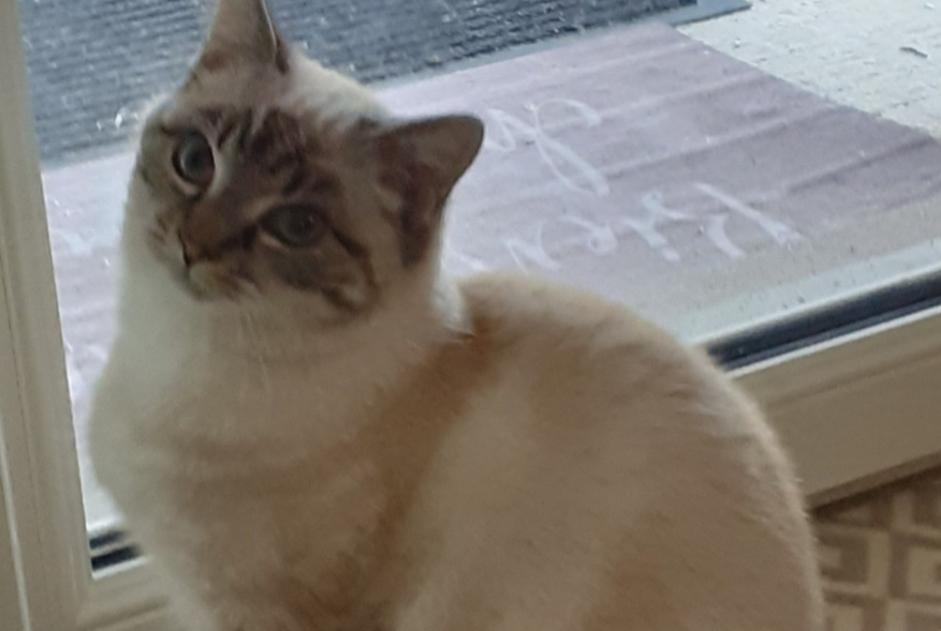 Disappearance alert Cat miscegenation  Male , 4 years Saix France