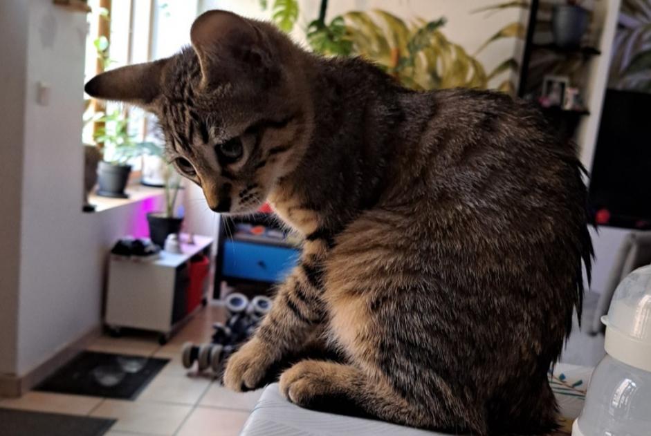 Discovery alert Cat miscegenation  Male Albi France