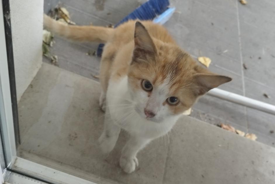 Discovery alert Cat Unknown Montdragon France