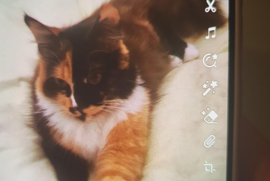 Disappearance alert Cat Female , 1 years Carmaux France Disappearance alert Cat Female , 1 years Carmaux France