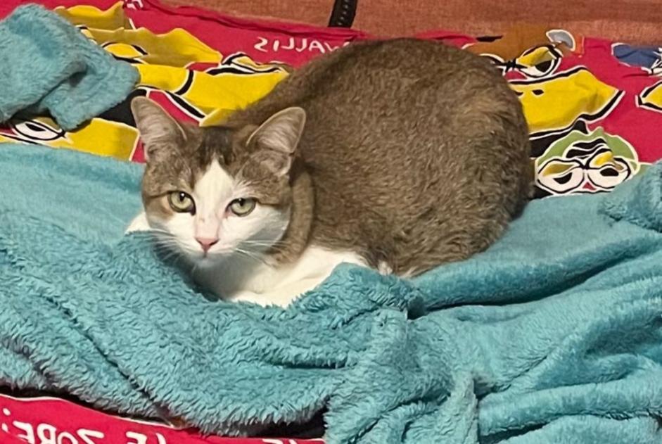 Disappearance alert Cat Female , 1 years Giroussens France Disappearance alert Cat Female , 1 years Giroussens France