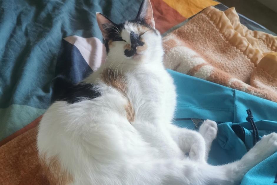 Disappearance alert Cat miscegenation  Female , 1 years Lescure-d'Albigeois France