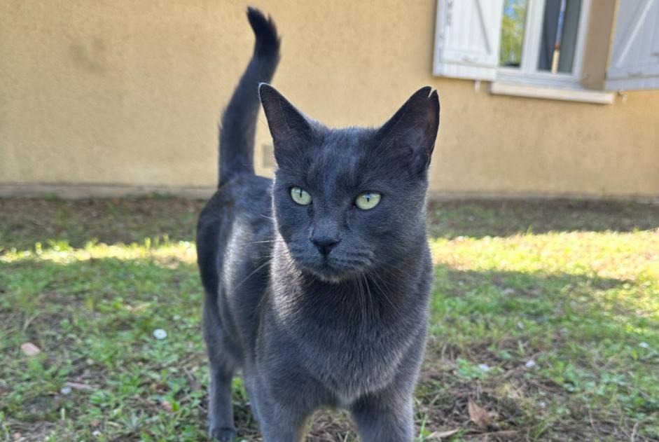 Disappearance alert Cat miscegenation  Male , 8 years Gaillac France