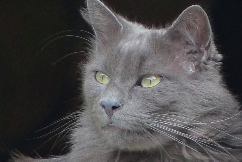 Alerta de Desaparición Gato Macho , 10 años Albi Francia
