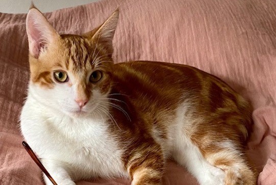 Alerta de Desaparición Gato  Macho , 1 años Albi Francia