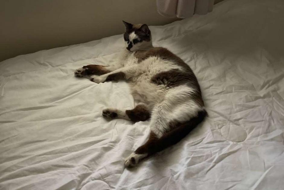 Alerta de Desaparición Gato cruce Macho , 14 años Albi Francia Alerta de Desaparición Gato cruce Macho , 14 años Albi Francia