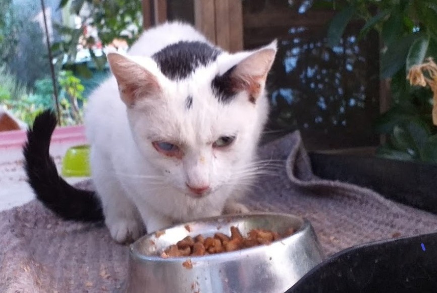Alerta de Desaparición Gato Hembra , 3 años Labastide-Rouairoux Francia Alerta de Desaparición Gato Hembra , 3 años Labastide-Rouairoux Francia