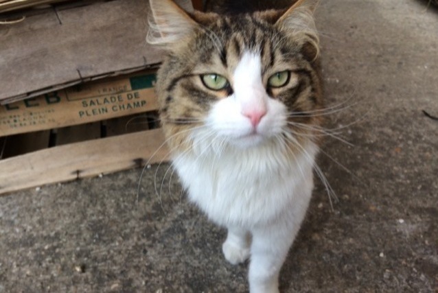 Alerta de Desaparición Gato cruce Macho , 4 años Saint-Sulpice-la-Pointe Francia Alerta de Desaparición Gato cruce Macho , 4 años Saint-Sulpice-la-Pointe Francia