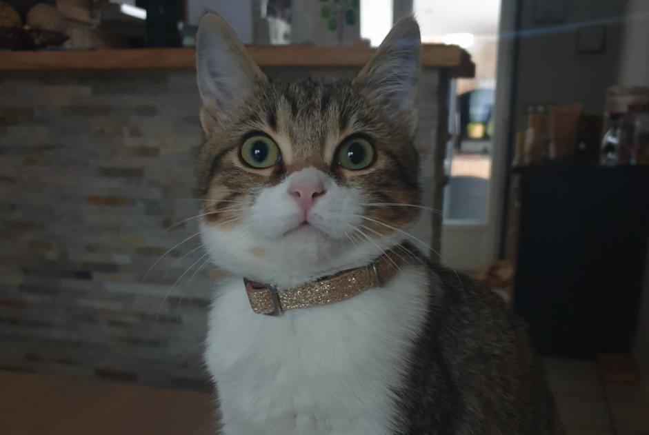Alerta de Desaparición Gato cruce  Hembra , 1 años Albi Francia