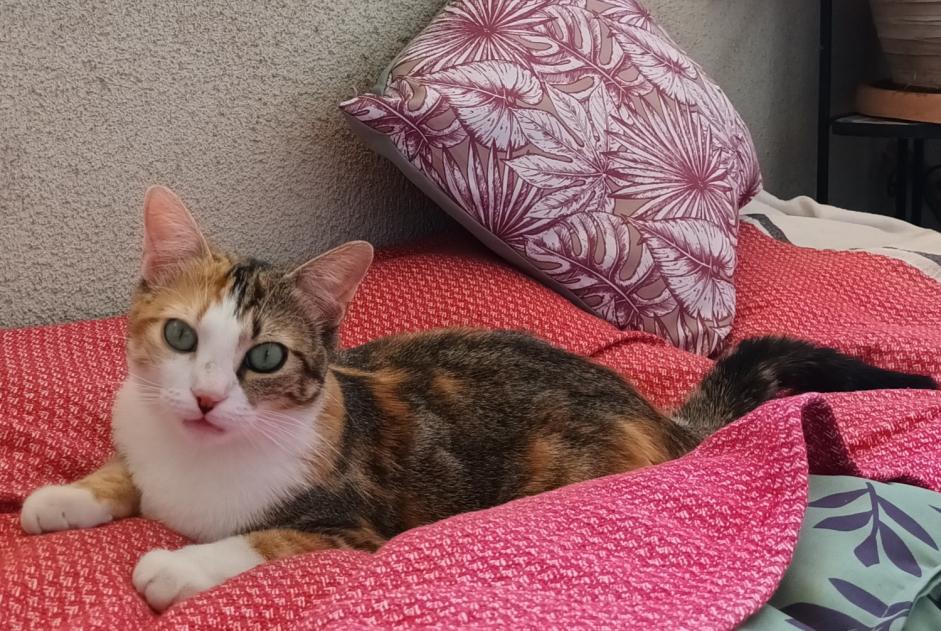 Alerta de Desaparición Gato Hembra , 1 años Albi Francia