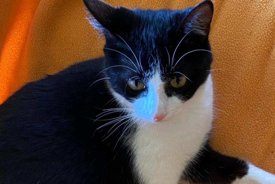 Alerta de Desaparición Gato  Macho , 1 años Albi Francia