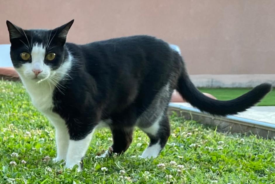 Alerte Disparition Chat croisement Femelle , 7 ans Albi France Alerte Disparition Chat croisement Femelle , 7 ans Albi France