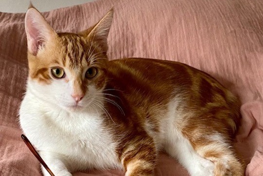 Alerte Disparition Chat Mâle , 1 ans Albi France Alerte Disparition Chat Mâle , 1 ans Albi France
