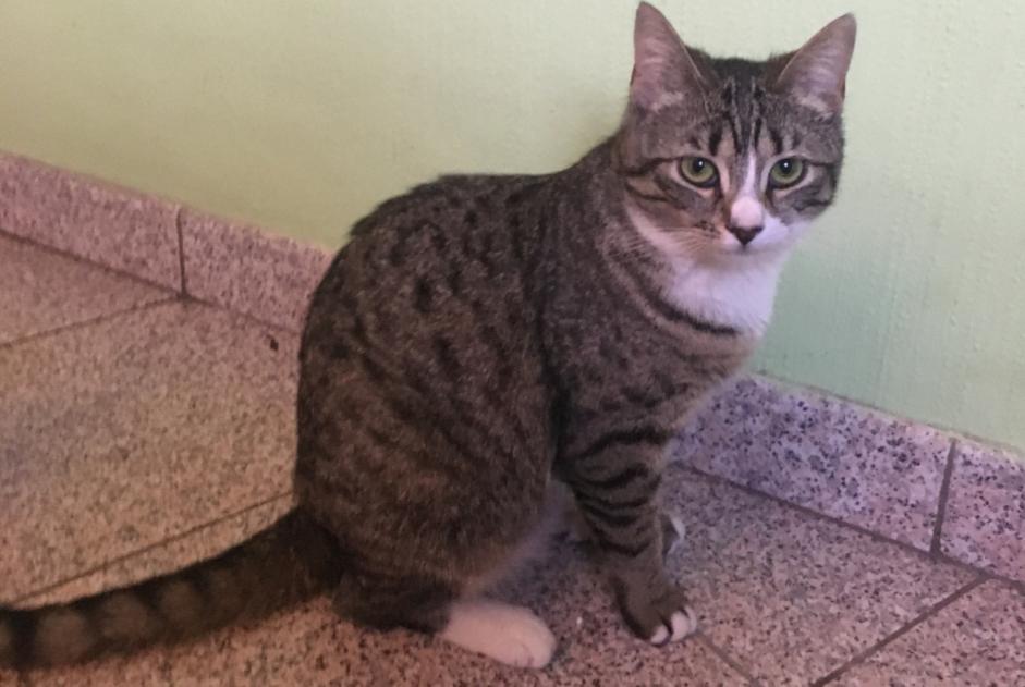 Alerte Disparition Chat croisement Femelle , 1 ans Albi France Alerte Disparition Chat croisement Femelle , 1 ans Albi France