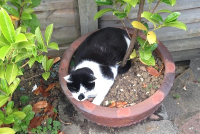 Alerte Disparition Chat croisement Mâle , 16 ans Graulhet France Alerte Disparition Chat croisement Mâle , 16 ans Graulhet France