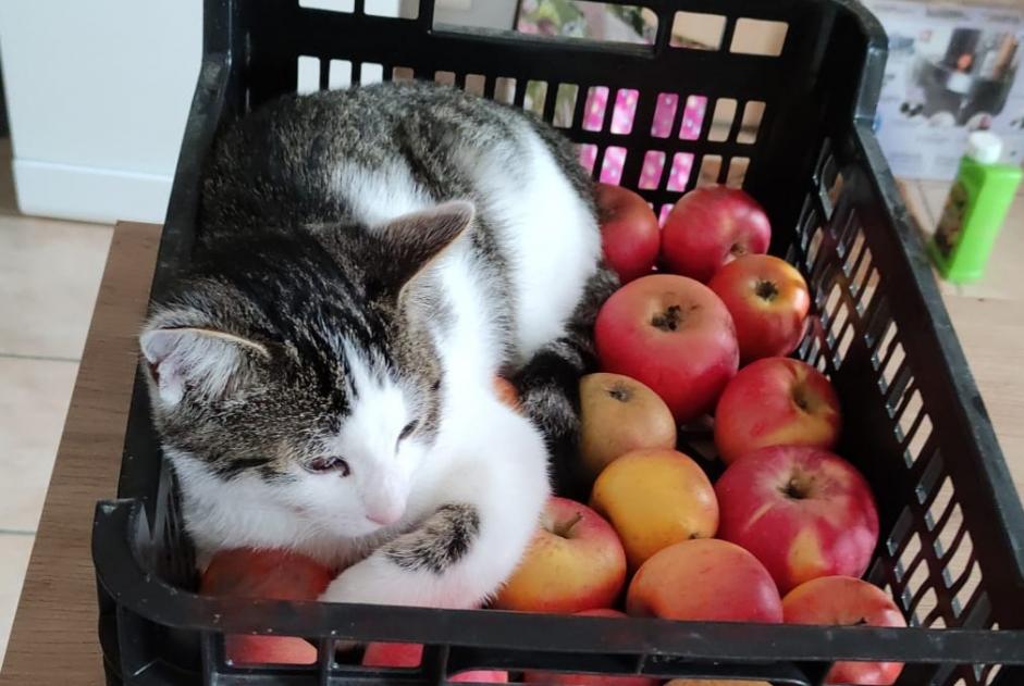 Alerte Disparition Chat croisement Mâle , 0 ans Gaillac France Alerte Disparition Chat croisement Mâle , 0 ans Gaillac France