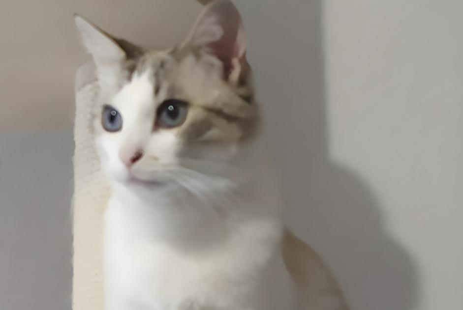 Alerte Disparition Chat Mâle , 5 ans Lisle-sur-Tarn France Alerte Disparition Chat Mâle , 5 ans Lisle-sur-Tarn France